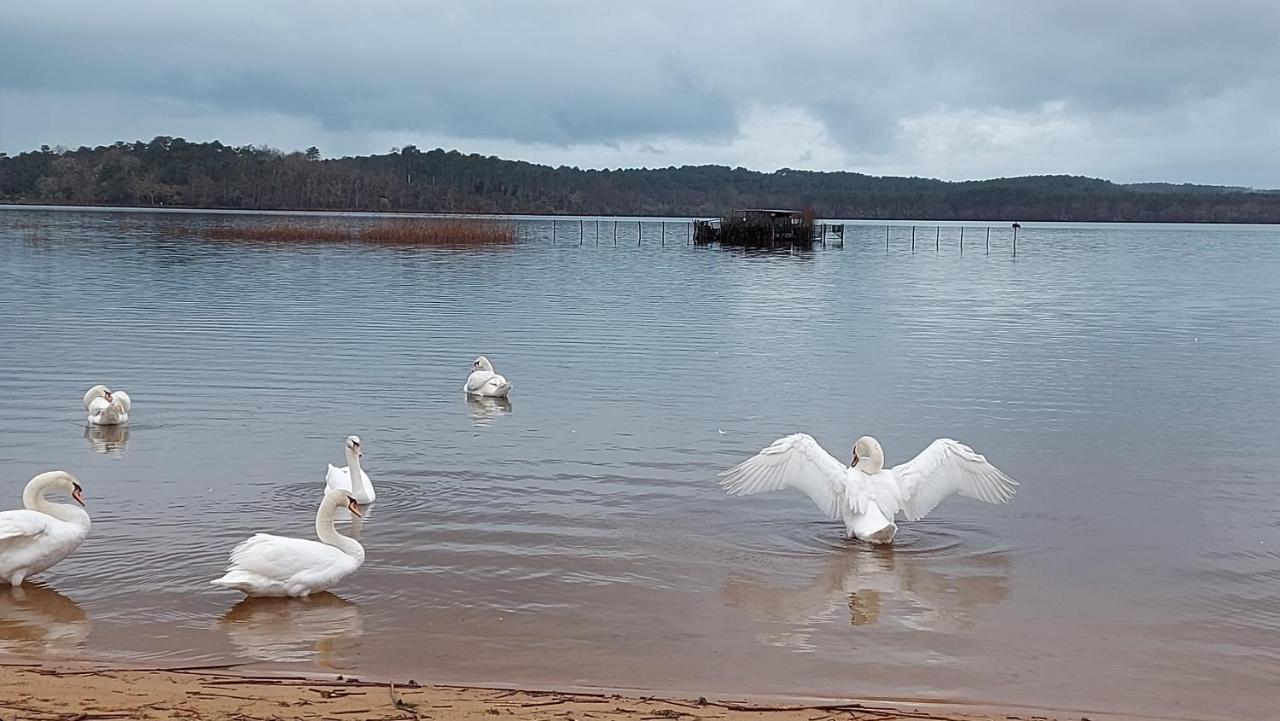 T2, 50M Du Lac, Piscine, Wifi, Jardin Terrasse Sans Vis-A-Vis, 1 A 4 Pers Aureilhan  Bagian luar foto
